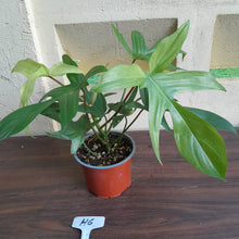 Load image into Gallery viewer, #H6 Philodendron Florida Ghost