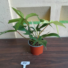 Load image into Gallery viewer, #H6 Philodendron Florida Ghost