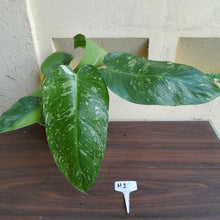 Load image into Gallery viewer, #H1 Large Philodendron Jose Buono