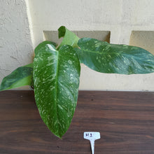 Load image into Gallery viewer, #H1 Large Philodendron Jose Buono