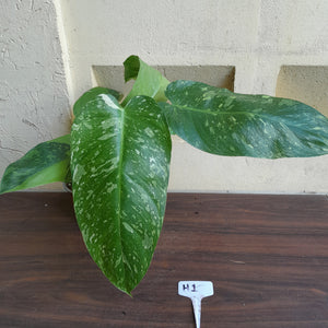 #H1 Large Philodendron Jose Buono