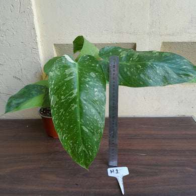#H1 Large Philodendron Jose Buono