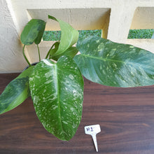 Load image into Gallery viewer, #H1 Large Philodendron Jose Buono