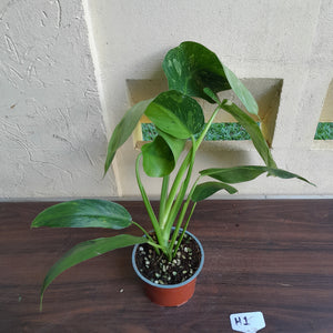 #H1 Large Philodendron Jose Buono