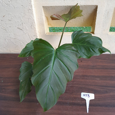 #H13 Philodendron Corsinianum / Bronze Shield