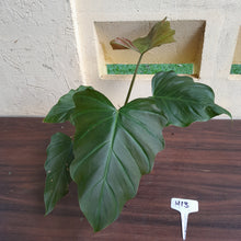 Load image into Gallery viewer, #H13 Philodendron Corsinianum / Bronze Shield