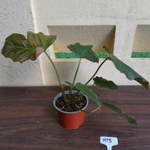 Load image into Gallery viewer, #H13 Philodendron Corsinianum / Bronze Shield