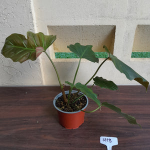 #H13 Philodendron Corsinianum / Bronze Shield