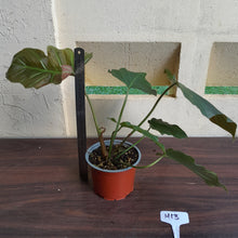 Load image into Gallery viewer, #H13 Philodendron Corsinianum / Bronze Shield