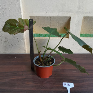 #H13 Philodendron Corsinianum / Bronze Shield