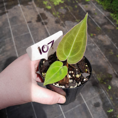 #107 Anthurium Unknown