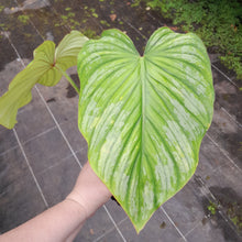 Load image into Gallery viewer, #H11 Philodendron Silver Cloud