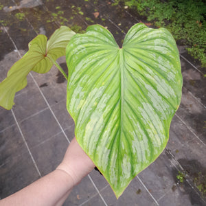 #H11 Philodendron Silver Cloud