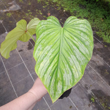 Load image into Gallery viewer, #H11 Philodendron Silver Cloud