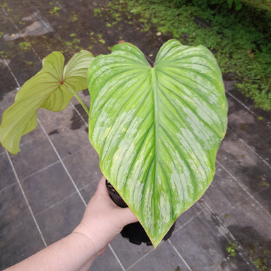 #H11 Philodendron Silver Cloud