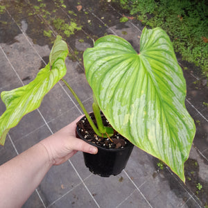 #H11 Philodendron Silver Cloud