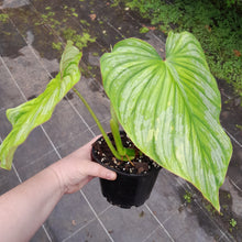 Load image into Gallery viewer, #H11 Philodendron Silver Cloud