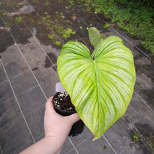 Load image into Gallery viewer, #H11 Philodendron Silver Cloud