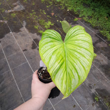Load image into Gallery viewer, #H11 Philodendron Silver Cloud