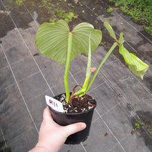 Load image into Gallery viewer, #H11 Philodendron Silver Cloud