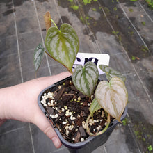 Load image into Gallery viewer, #G19 Philodendron Brandtianum