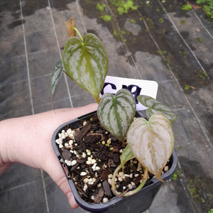 #G19 Philodendron Brandtianum