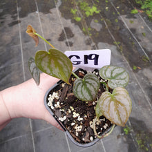 Load image into Gallery viewer, #G19 Philodendron Brandtianum