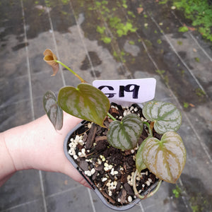#G19 Philodendron Brandtianum