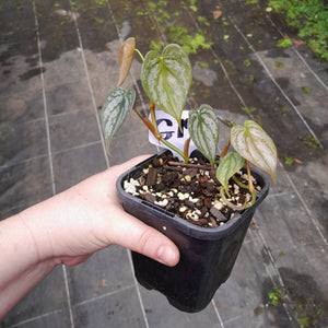 #G19 Philodendron Brandtianum