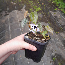 Load image into Gallery viewer, #G19 Philodendron Brandtianum