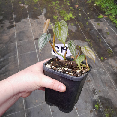 #G19 Philodendron Brandtianum