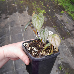 #G19 Philodendron Brandtianum