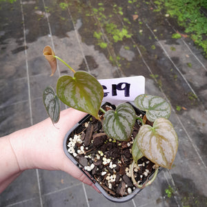 #G19 Philodendron Brandtianum