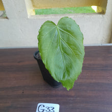 Load image into Gallery viewer, #G33 Anthurium Schottianum