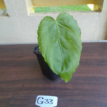 Load image into Gallery viewer, #G33 Anthurium Schottianum