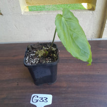 Load image into Gallery viewer, #G33 Anthurium Schottianum