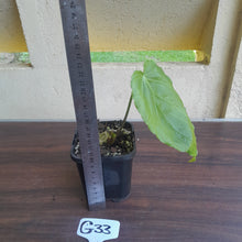 Load image into Gallery viewer, #G33 Anthurium Schottianum