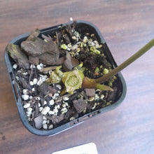 Load image into Gallery viewer, #G33 Anthurium Schottianum