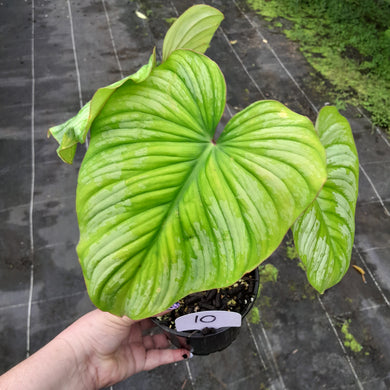 #10 Philodendron Silver Cloud
