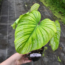 Load image into Gallery viewer, #10 Philodendron Silver Cloud