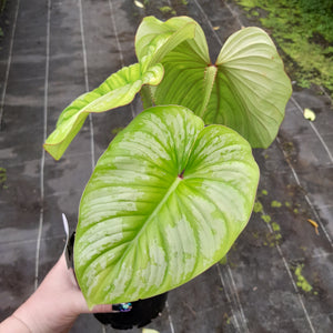 #10 Philodendron Silver Cloud