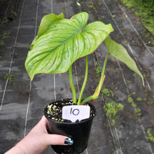 Load image into Gallery viewer, #10 Philodendron Silver Cloud