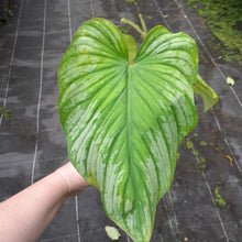 Load image into Gallery viewer, #10 Philodendron Silver Cloud