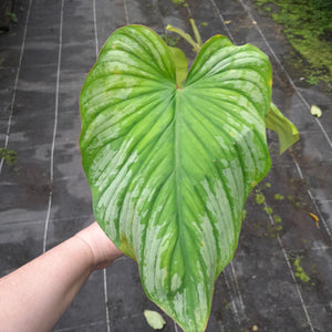 #10 Philodendron Silver Cloud