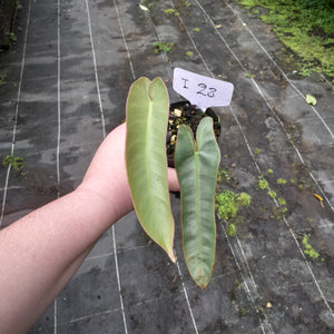 #i28 Philodendron Atabapoense