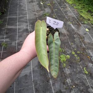 #i28 Philodendron Atabapoense