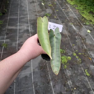 #i28 Philodendron Atabapoense