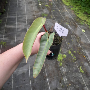 #i28 Philodendron Atabapoense