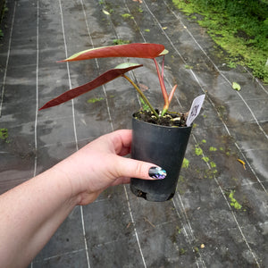 #i28 Philodendron Atabapoense