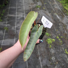 Load image into Gallery viewer, #i28 Philodendron Atabapoense